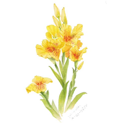 อันดับหนึ่ง 90+ ภาพพื้นหลัง ภาพวาดดอกพุทธรักษา วันพ่อ ความละเอียด 2k, 4k